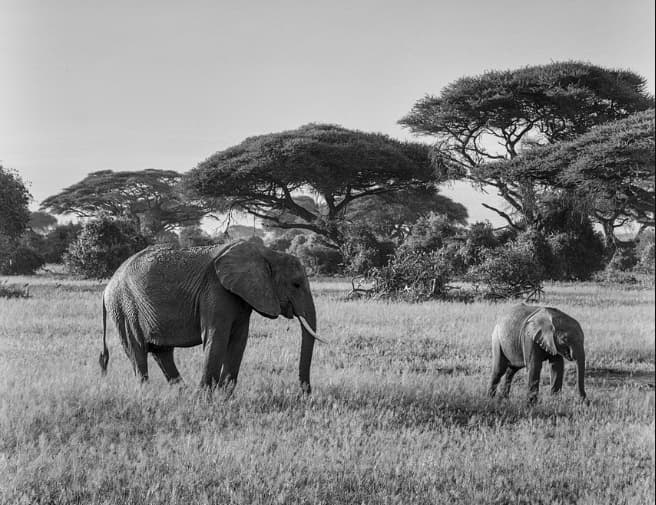 アフリカの隠れた宝石：知られざる国立公園