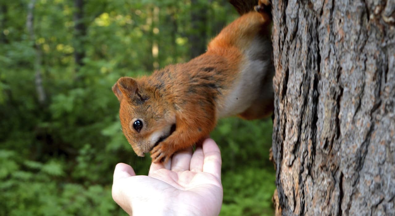 Squirrel