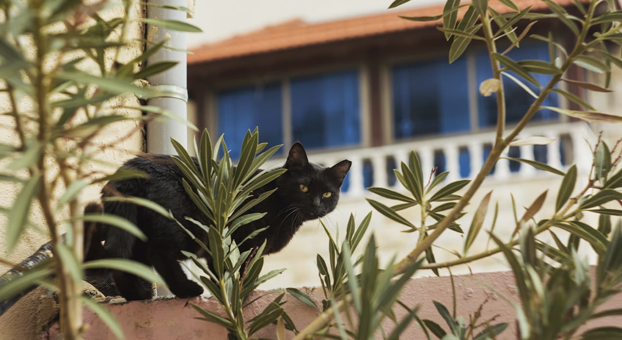 cat