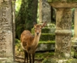 公園を訪れることが、旅先での体験を変える方法