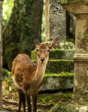 観光ルートを超えた奈良公園の体験方法