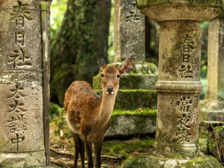 観光ルートを超えた奈良公園の体験方法